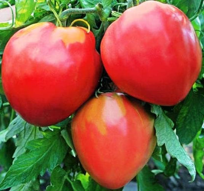 Seeds Red Beefsteak Tomato Giant Bulls Heart Determinate Non GMO Vegetable for Planting