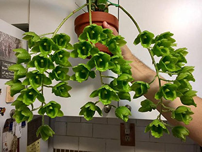 Tezula Plants MSU Orchid Fertilizer 13-3-15 (Greencare) 1/2 Pound, Scoop Included, Excellent for Orchids, Anthuriums, Philodendrons and all tropicals