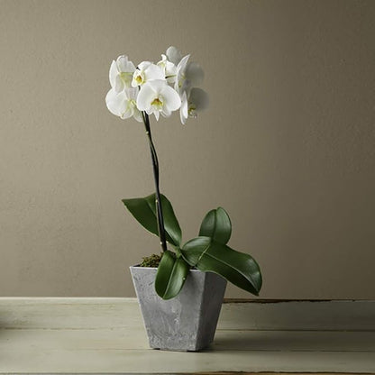 Root & Vessel, 35060 Ella Square Planter, 6-Inch, Grey