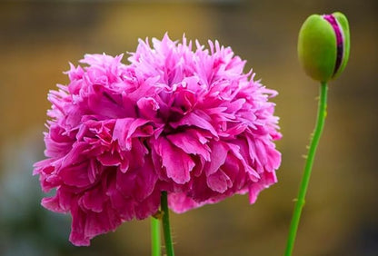 Seeds Double Poppy Mix 1000+ Seeds to Grow Multicolor Double Bloom Poppies