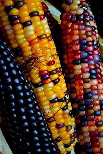 Seeds Corn Multicolor Montana Sweet Purple Yellow Red Garden Heirloom Vegetable for Planting Non GMO