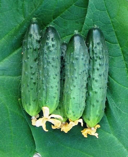 Seeds Self-Pollinated Cucumber Firm Secret F1 40 Days for Pickling Indoor Non GMO Hybrid