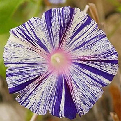 Seeds Morning Glory Harlequin Mix Annual Flowers