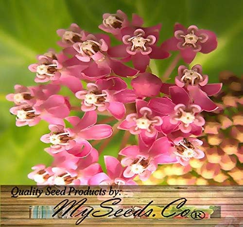 Big Pack - (1,000) Pink Swamp Milkweed Seeds, Asclepias incarnata (Big Pack Swamp Milkweed)