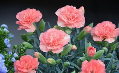 100+ Double Picotee Mix Carnation Seeds Dianthus Caryophyllus Flowers Non-GMO Cut Flower Fragrant Blooms