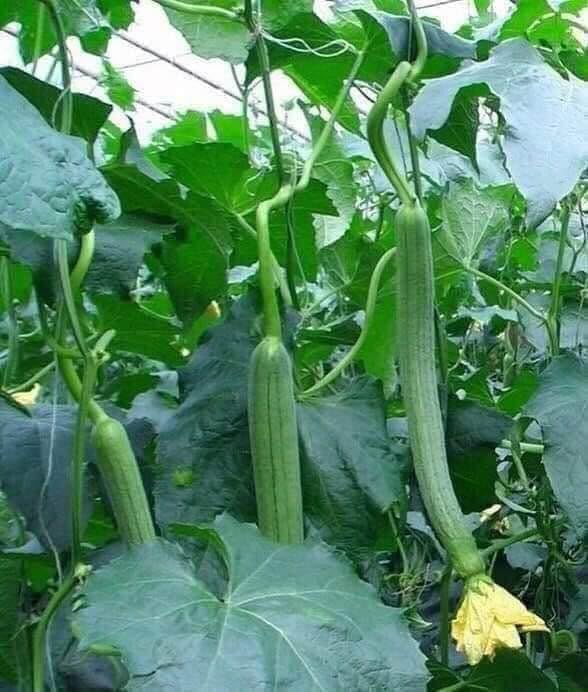 20+ Vietnamese Hybrid Smooth Luffa; Hạt giống mướp hương xanh lai F1; Mướp hương nụ 5 lá giống mướp sai quả Gourd Seeds - Dok - Hybrid
