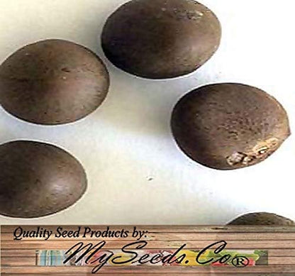 Big Pack - (25) Tea Plant Seed - Camellia sinensis - Edible Flower Seeds (Big Pack - Tea Plant)