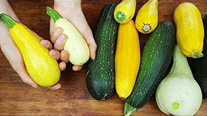 Seeds Zucchini Courgette Squash Summer Mix Heirloom Vegetable for Planting Non GMO