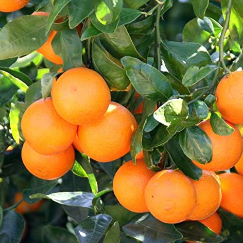 Organic Potting Soil for Tangerine Trees : Give Your Citrus Trees The Best Start with Gardenera's Nutrient-Rich Blend - 20 Quart