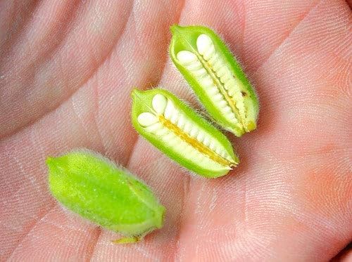 TomorrowSeeds - White Sesame Seeds - 9000+ Count - for 2026 Planting Benne Gingelly Til Simsim Ellu Shirogoma Zhi Ma Cover Crop Growing USA Asian Chinese Garden Grow Your Own Home Farm Patio Healthy