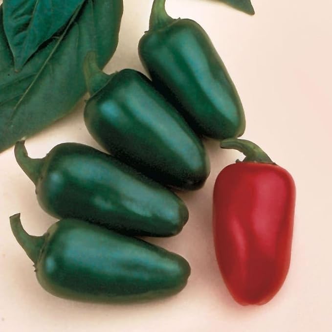 Park Seed Jalapeño M Pepper Seeds – Pack of 2500 Seeds, 73 Days to Maturity, Dark Green, Pungent Peppers, Ideal for Salsas, Sauces, and Mexican Dishes