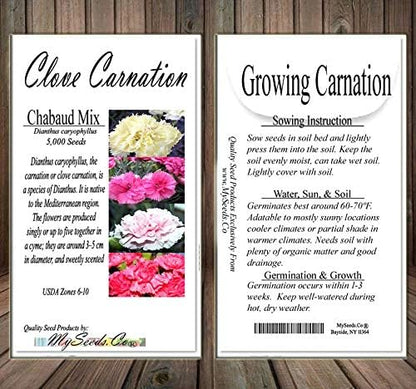 Big Pack - Clove Carnation Seed (5,000 Seeds) - Dianthus caryophyllus Chabaud Mix - Edible Flower Seeds (Big Pack - Clove Carnation)