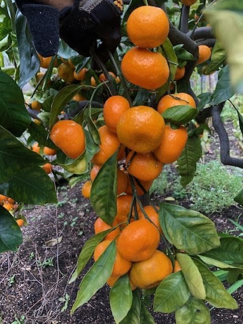 Fruitmommy Organic Solutions Rapid Response - Fast-Acting Water Soluble Organic Fertilizer for Vegetables, Plants, Flowers, & Fruit Trees
