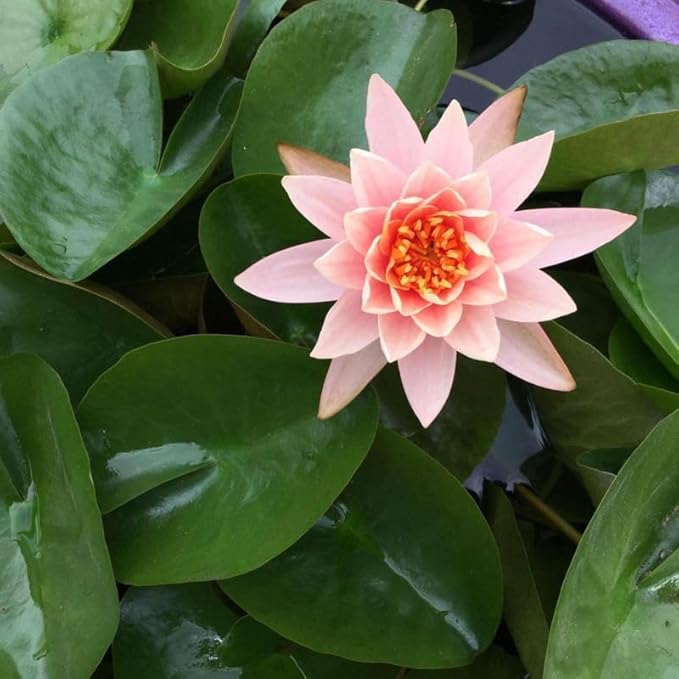 Chalily Aquatic Planting Bundle for Waterlilies, Bog Plants, Lotus Easy Water Lily Plant Kit Hardy Tropical Waterlily Kit Pond Water Garden Aquatic Soil Pond Plants (4qt Soil, 10” Pot, Fertilizer)