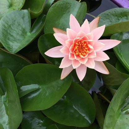 Chalily Aquatic Planting Bundle for Waterlilies, Bog Plants, Lotus Easy Water Lily Plant Kit Hardy Tropical Waterlily Kit Pond Water Garden Aquatic Soil Pond Plants (4qt Soil, 10” Pot, Fertilizer)