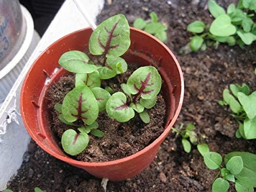 Seeds Herb Sorrel Bloody Dock Red Veined - 100 Seeds