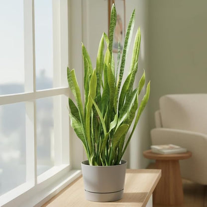 Root & Vessel Majestic Mid-Century Modern Low Profile Cylinder Pot, Matte Gray, 10.5"