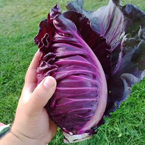 Seeds Red Kalibos Cabbage Giant Non GMO Vegetable for Planting