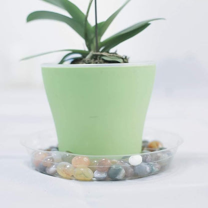 TRUEDAYS 20 Pack 6 Inch Plant Saucers Clear Plant Saucers Flower Pot Plastic Drip Trays Excellent for Indoor & Outdoor Plants