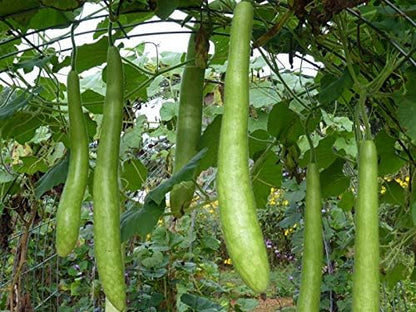 Seeds Calabash Long Gourd Lagenaria Serpantine Heirloom Vegetable for Planting Non GMO