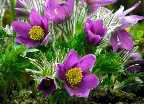 Seeds Eastern Pasqueflower 30 Seeds for Planting Prairie Crocus Perennial Plant