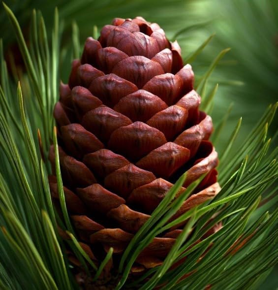 Pinus Ponderosa (Ponderosa Pine) Tree Seeds, Resilience and fire Adaptation, Seeds by MySeeds.Co, You Choose The Amount (Trial Size)