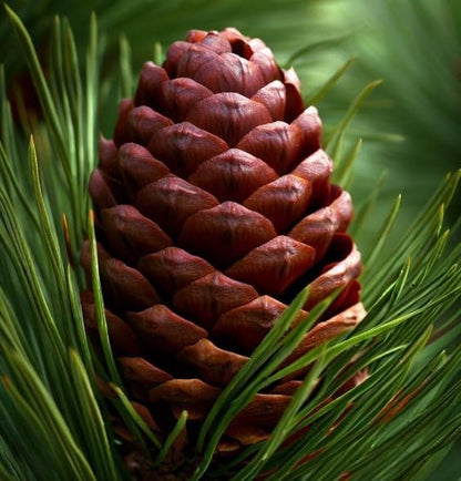 Pinus Ponderosa (Ponderosa Pine) Tree Seeds, Resilience and fire Adaptation, Seeds by MySeeds.Co, You Choose The Amount (Trial Size)