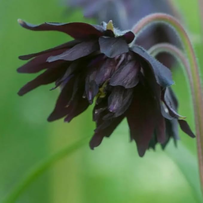 100+ Black Barlow Columbine Seeds Black Flowers Double Columbine Blooms Flower Plant