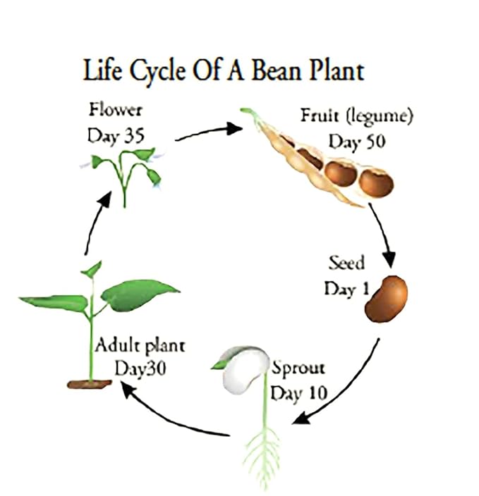 Rattlesnake Bean Seeds - 20 Large Bean Seeds - Marde Ross & Company ®