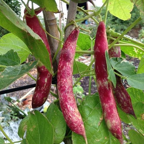 TomorrowSeeds - Pink Cranberry Bean (Taylor) Seeds - 20+ Count - for 2026 Planting Heirloom Italian Borlotti French Pinto Broad Beans Taylor Horticultural Speckled Bays Vegetable Grow Your Own Home
