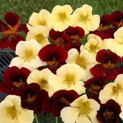 Outsidepride Single Night & Day Nasturtium Seeds - 400 Pcs Annual, Easy to Grow & Versatile, Flower Seeds for Planting Vibrant Blooms, Ideal for Gardens, Borders, and Pollinator Gardens