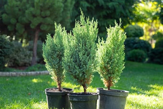 GARDENERA Premium Juniper Potting Soil Mix - Perfect Balance of Nutrients, Drainage, and Aeration for Healthy Juniper Trees - 5 Quart
