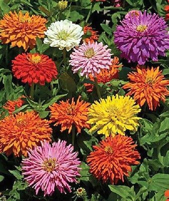 Zinnia Elegans, Cactus Flowered Mix, Pack of 1,500 Seeds by Seeds2Go