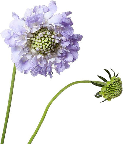 Pincushion or Scabiosa Mixed Seeds - 280 Imperial Mix Seed - Non GMO - Neonicotinoid-Free