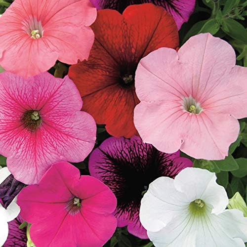 Seeds Petunia Unicum F1 Mix Indoor Annual Flowers for Planting
