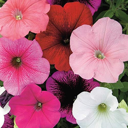 Seeds Petunia Unicum F1 Mix Indoor Annual Flowers for Planting
