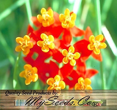Big Pack - (1,000) Sunset Flower Milkweed Seeds, Asclepias Curassavica (Big Pack Tropical Sunset Milkweed)