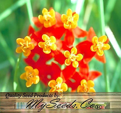 Big Pack - (1,000) Sunset Flower Milkweed Seeds, Asclepias Curassavica (Big Pack Tropical Sunset Milkweed)