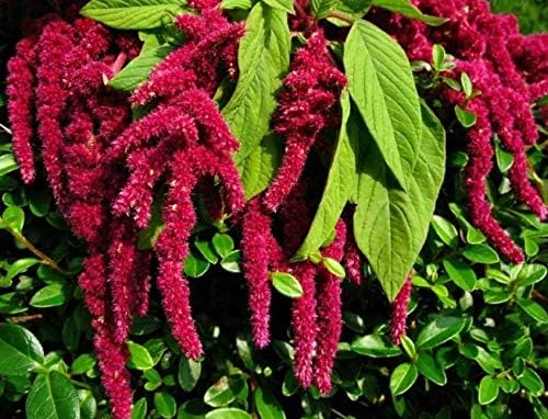 Seeds Love-Lies-Bleeding - Red Amaranth - Annual Flowers for Planting - GMO Free