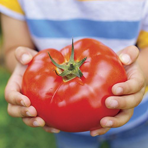 Park Seed Variety of Tomato Seeds, Planting Vegetables, Easy to Grow, Non-GMO, Perfect for Harvesting, Big Beef Hybrid, Pack of 30