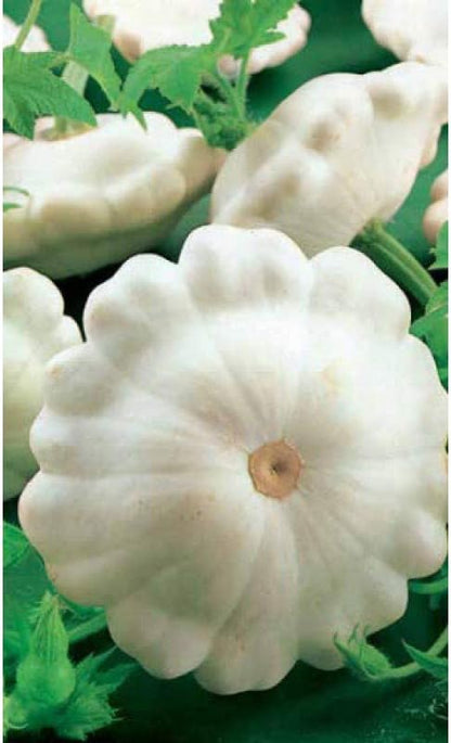 Seeds Vegetable White Patty Pan Squash Scallop Zucchini - 30 Seeds