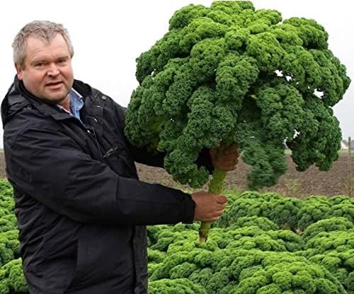 Seeds Kale Bush Dinosaur Giant Cabbage Non GMO Vegetable for Planting