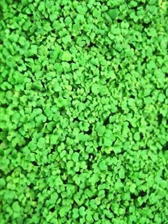 Southern Giant Curled Mustard Seeds: 4 Oz - Non-GMO Seeds for Herb Gardening, Growing Microgreens, Vegetable Garden