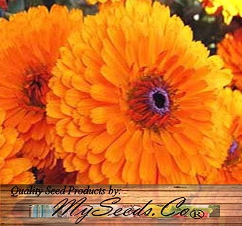 Big Pack - Calendula Flower Seeds (4,500 Seeds) - Calendula officinalis Pacific Beauty Mix - Edible Flower Seeds (Big Pack - Calendula Mix)