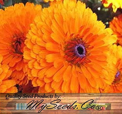 Big Pack - Calendula Flower Seeds (4,500 Seeds) - Calendula officinalis Pacific Beauty Mix - Edible Flower Seeds (Big Pack - Calendula Mix)