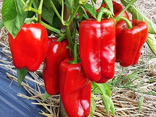 Seeds Sweet Bell Pepper Red Giant Non GMO Heirloom