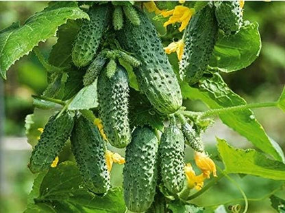 Seeds Vegetable Cucumber Envy of The Neighbors F1 Early for Pickling - 30 Seeds
