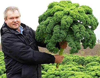 Seeds Dinosaur Kale Bush Cabbage Curly Scotch Giant Heirloom Vegetable Non GMO for Planting