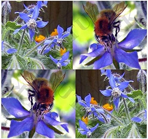 Big Pack - Borage, Borago officinalis Seeds (1,500 Seeds) - Edible Flower Seeds (Big Pack - Borage)