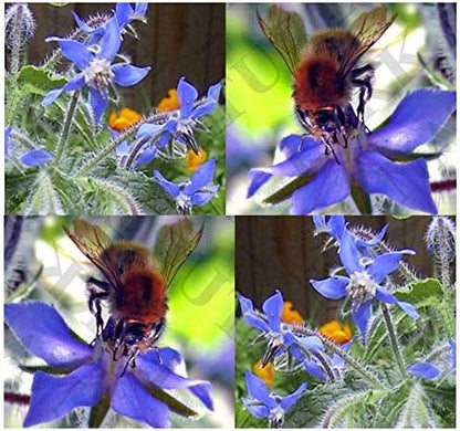 Big Pack - Borage, Borago officinalis Seeds (1,500 Seeds) - Edible Flower Seeds (Big Pack - Borage)